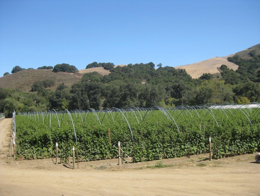 Miravilla raspberries.jpg